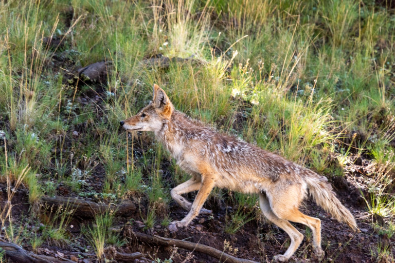 Post-Deer Season: A Great Time for Coyote Hunters