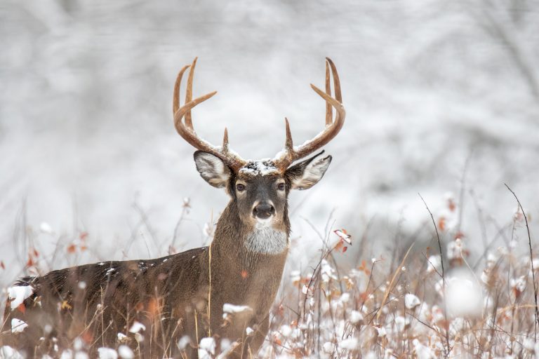 The Invisible Rut: Understanding and Hunting During the Secondary Rut