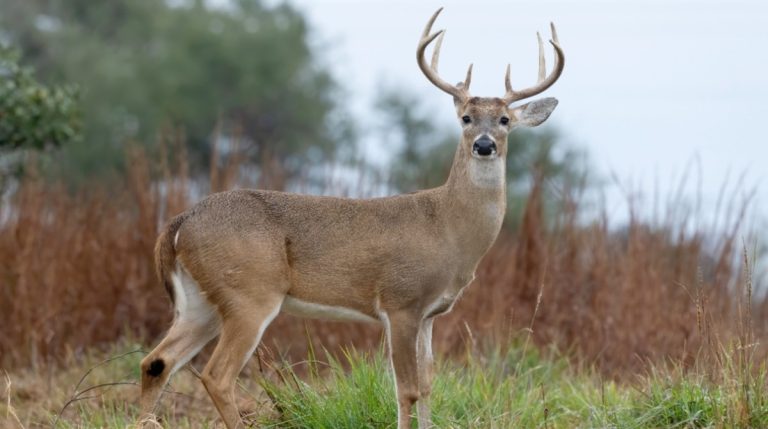 Finding the Perfect Spot: Where to Hunt Deer in Missouri